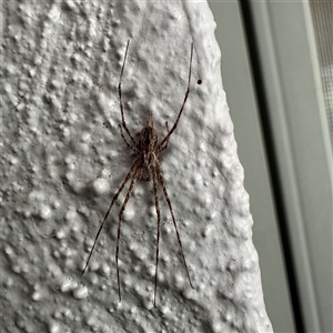 Tamopsis sp. (genus) at Isaacs, ACT - 7 Dec 2025 by Hejor1