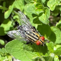 Sarcophaga sp. (genus) (Flesh fly) at Isaacs, ACT - 7 Dec 2025 by Hejor1