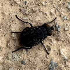 Calyptrate (subsection) (Unidentified house-flies, blow-flies and their allies) at Russell, ACT - 1 Dec 2025 by Hejor1