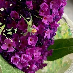 Lehtinelagia sp. (genus) at Nicholls, ACT - 11 Dec 2025 by Rosie