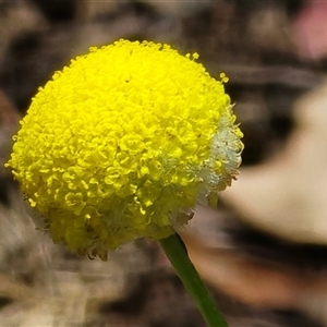 Leptorhynchos elongatus by JARS
