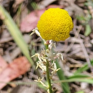 Leptorhynchos elongatus by JARS