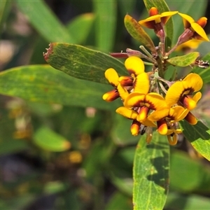 Daviesia sp. at Yaouk, NSW - 28 Nov 2025 by JARS