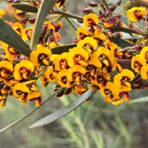 Daviesia sp. by JARS