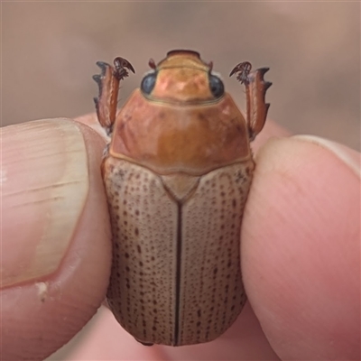 Anoplognathus pallidicollis (Cashew Christmas Beetle) at Kambah, ACT - 12 Dec 2025 by HelenCross
