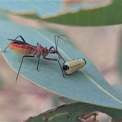 Gminatus australis (Orange assassin bug) at Kambah, ACT - 12 Dec 2025 by HelenCross
