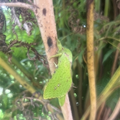 Aenetus eximia (Forest Splendid Ghost Moth) at Rawson, VIC - 13 Dec 2025 by Brydi