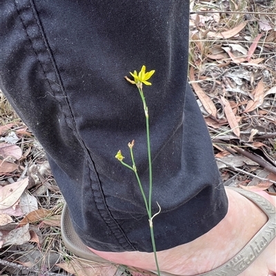 Tricoryne elatior (Yellow Rush Lily) at Higgins, ACT - 12 Dec 2025 by Jillw