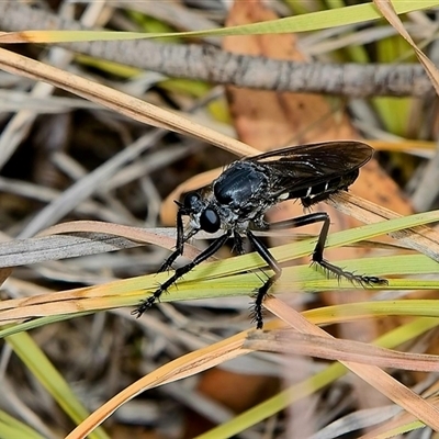 Apothechyla sp. (genus) (Robber fly) at Higgins, ACT - 12 Dec 2025 by MichaelWenke