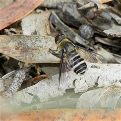 Villa sp. (genus) (Unidentified Villa bee fly) at Higgins, ACT - 12 Dec 2025 by MichaelWenke