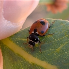 Hippodamia variegata (Spotted Amber Ladybird) at Gungahlin, ACT - 12 Dec 2025 by chriselidie