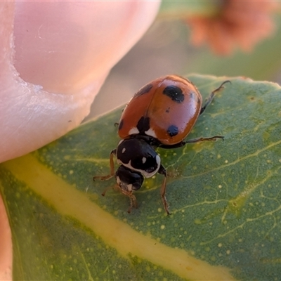 Hippodamia variegata (Spotted Amber Ladybird) at Gungahlin, ACT - 12 Dec 2025 by chriselidie