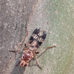 Cardiacera sp. (genus) (Scarab Fly) at Gungahlin, ACT - 12 Dec 2025 by chriselidie