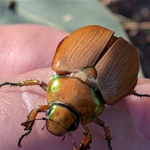 Anoplognathus brunnipennis at Gungahlin, ACT - Yesterday by chriselidie
