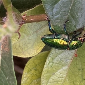 Lamprima aurata at Theodore, ACT - Today by Cardy