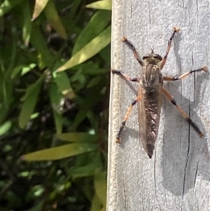 Neoaratus hercules (Herculean Robber Fly) at Theodore, ACT - Today by Cardy