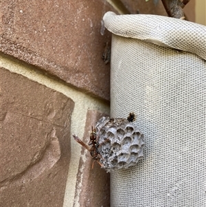 Unverified Wasp (Hymenoptera, Apocrita) by Suzhop