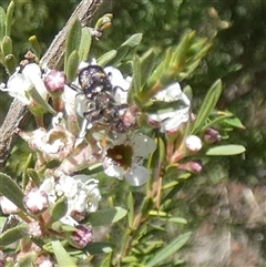 Eleale pulchra (Clerid beetle) at Queanbeyan West, NSW - 13 Dec 2025 by Paul4K