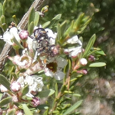 Eleale pulchra (Clerid beetle) at Queanbeyan West, NSW - 13 Dec 2025 by Paul4K
