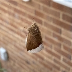 Euproctis baliolalis by Suzhop