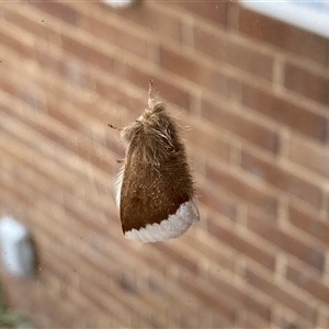 Euproctis baliolalis by Suzhop