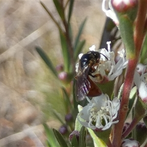 Unverified Bee (Hymenoptera, Apiformes) at Queanbeyan West, NSW - Today by Paul4K