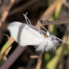 Tipanaea patulella (The White Crambid moth) at Gungahlin, ACT - 12 Dec 2025 by chriselidie