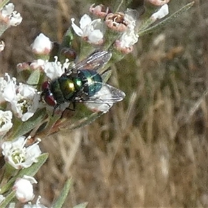 Unverified Flower-loving fly (Apioceridae) at Queanbeyan West, NSW - Today by Paul4K