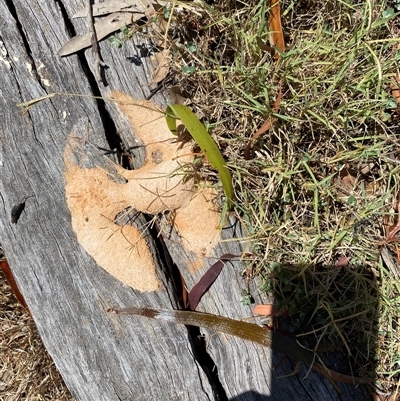 Fuligo septica (Scrambled egg slime) at Broke, NSW - 13 Dec 2025 by RoyP