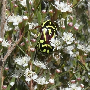 Eupoecila australasiae at Queanbeyan West, NSW - Today by Paul4K