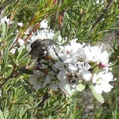 Sarcophaga sp. (genus) (Flesh fly) at Queanbeyan West, NSW - 13 Dec 2025 by Paul4K