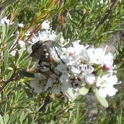 Sarcophaga sp. (genus) (Flesh fly) at Queanbeyan West, NSW - 13 Dec 2025 by Paul4K