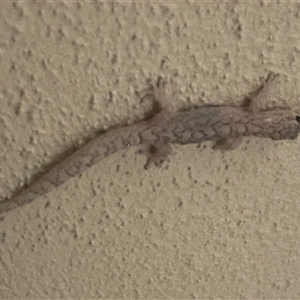 Christinus marmoratus by SteveBorkowskis