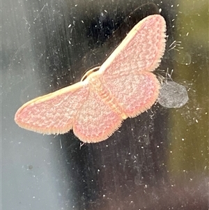 Idaea costaria (White-edged Wave) by SteveBorkowskis