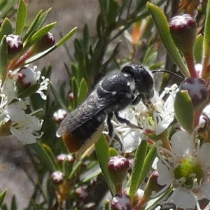 Unverified Bee (Hymenoptera, Apiformes) at Queanbeyan West, NSW - Today by Paul4K