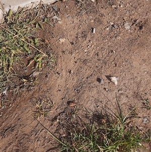 Unverified Beetle (Coleoptera) at Coolac, NSW - Yesterday by carolinew