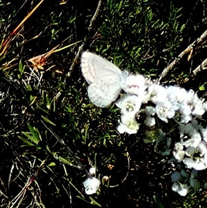 Unverified Blue or Copper (Lycaenidae) at Queanbeyan West, NSW - Today by Paul4K