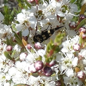 Mordella sp. (genus) at Queanbeyan West, NSW - Today by Paul4K