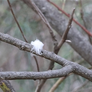 Unverified Scale insect or Mealybug (Hemiptera, Coccoidea) at Lyons, ACT - Today by ran452