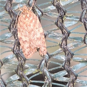 Unverified Moth (Lepidoptera) at Goulburn, NSW - Yesterday by glbn1