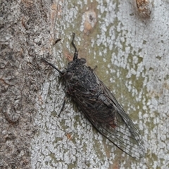 Atrapsalta furcilla (Southern Mountain Squeaker) at Hall, ACT - 13 Dec 2025 by Anna123