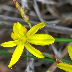 Tricoryne elatior (Yellow Rush Lily) at Duffy, ACT - 13 Dec 2025 by Icing