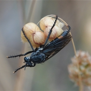 Apothechyla sp. (genus) (Robber fly) at Hall, ACT - Yesterday by Anna123