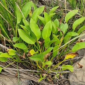 Alisma plantago-aquatica (Water Plantain) at Windellama, NSW - Yesterday by trevorpreston