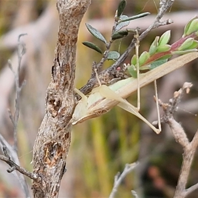 Conocephalus upoluensis (Meadow Katydid) at Oallen, NSW - 13 Dec 2025 by trevorpreston