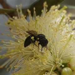 Amphylaeus (Agogenohylaeus) obscuriceps at Hall, ACT - 12 Dec 2025 by Anna123
