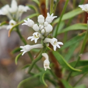 Conospermum taxifolium (Variable Smoke-bush) at Oallen, NSW - Yesterday by trevorpreston