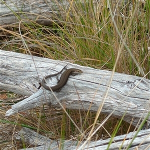 Pseudemoia entrecasteauxii (Woodland Tussock-skink) at Michelago, NSW - Yesterday by danswell