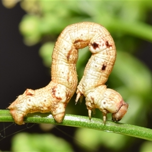 Ectropis excursaria by DianneClarke