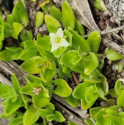 Mitrasacme serpyllifolia (Thyme Mitrewort) at Oallen, NSW - 13 Dec 2025 by trevorpreston